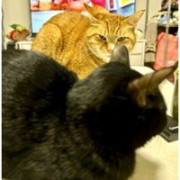 テーブルの上の猫