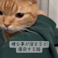 鳴きだす猫