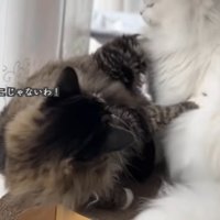 テロップ「そこじゃないわ！」