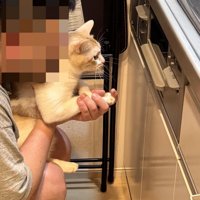 魚焼きグリルを見ている猫と男性