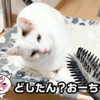 傾げる猫