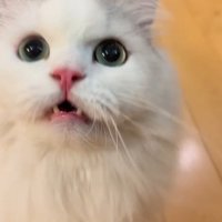 飼い主を見上げて鳴き声をあげるミヌエット
