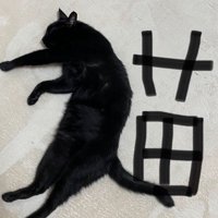 床に寝転がる猫と、猫の隣に書き込まれた『苗』の字