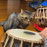 走り去る直前の猫