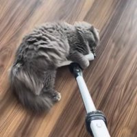 掃除機のヘッドに前足を乗せ後ろ足を伸ばす猫