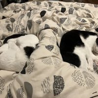 一緒に眠る猫