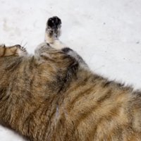 カーペットにすりすりする麦わら猫