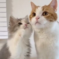 並んでお座りをしている子猫と成猫