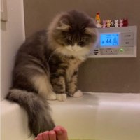 湯船の縁に座っている猫