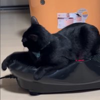 ブルブルマシンに乗る黒猫4