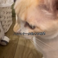 前を向く猫