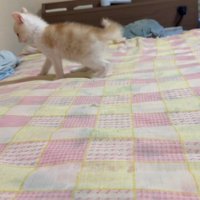また落ちる猫