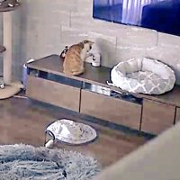 ペットカメラを見ている猫の後ろ姿