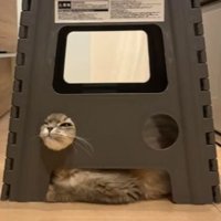 ステップ台と猫