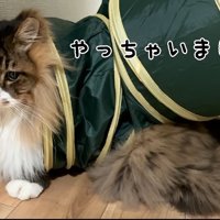 やっちゃいました…