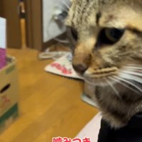 猫から離れる飼い主