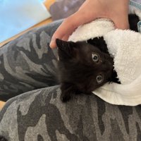 飼い主に抱き上げられる子猫