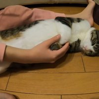 手をつかまれた猫と子供の左足
