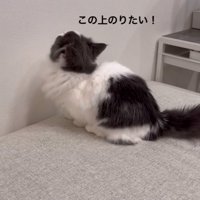 「この上に登りたい」