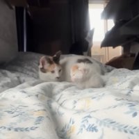 寄り添う猫と子猫