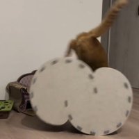 右からハウスに飛び込む猫