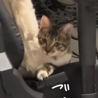 見つめる猫