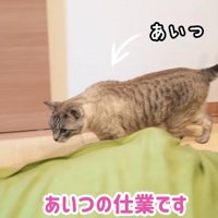 歩く猫