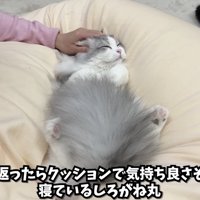 クッションに居るしろちゃん