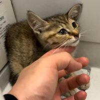 投稿主さんにあごの下を触られる子猫