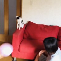 風船でバレーボールをする2人の男の子とハチワレ猫