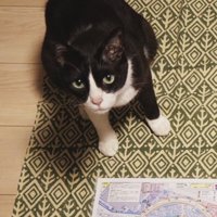 荷物と猫