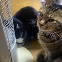 集まっている3匹の猫