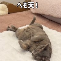 白いラグの上でへそ天している猫