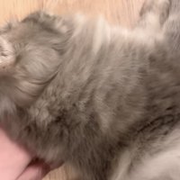 飼い主さんの手に体を預けて寝転がる凪ちゃん