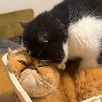 茶色い猫の体に両前足を置く白黒猫