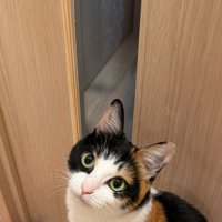 見上げるナツちゃん