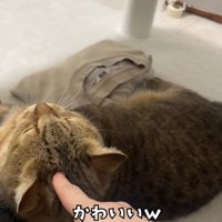 押されてる猫