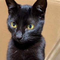 箱から顔を出す猫