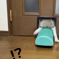 猫用通路を通る猫