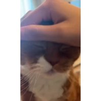 撫でられる猫