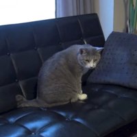 呆れたような表情を浮かべるハチワレ猫