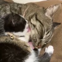 お互いの毛づくろいをする子猫と猫