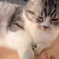 女性の指の上に前足を乗せる猫