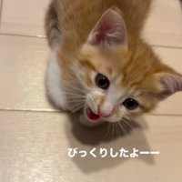 飼い主の足元に座って声をあげる子猫