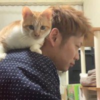 人の肩の上に乗る猫