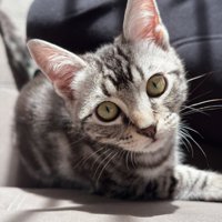 横になっている子猫