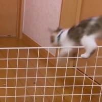 子猫が柵を飛び越える瞬間