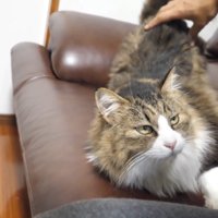 なでなで