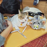 猫にくっつく女の子