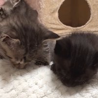 俯いて眠るキジトラと黒の子猫